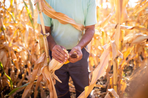 An elderly man examines the ripe corn in his field