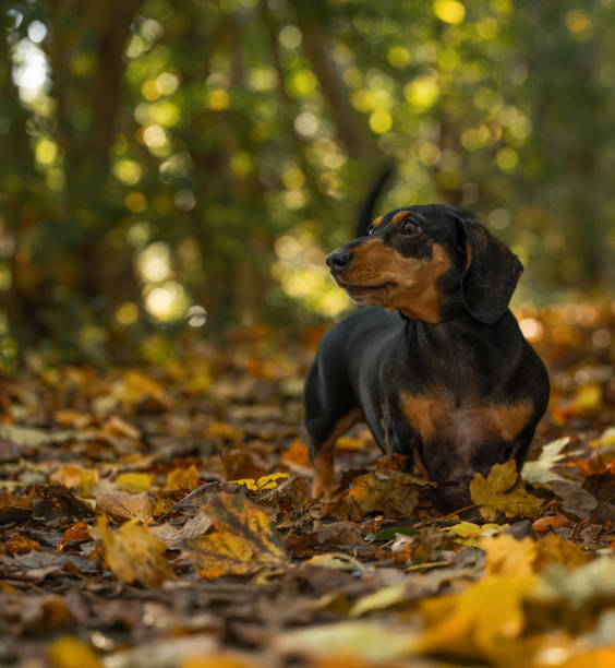 istock Dachshund in the autumn woodland 2185018599