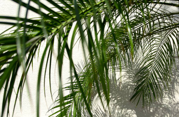 istock Building exterior and palm leaf in tropical island 2185018730