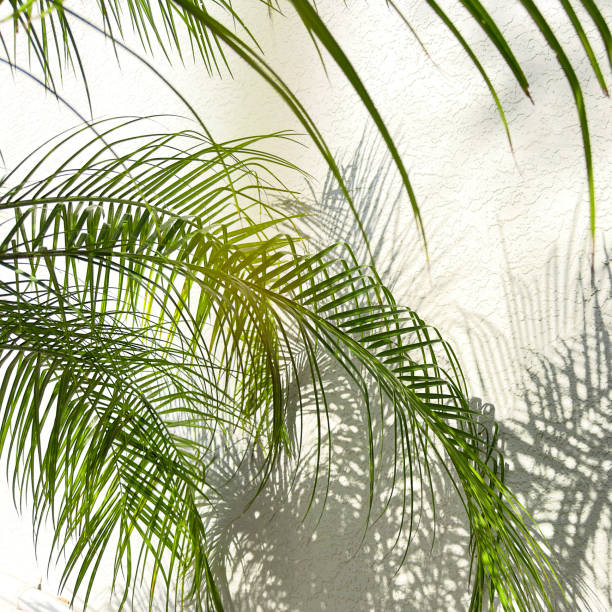 Close up palm tree Siesta key, Florida