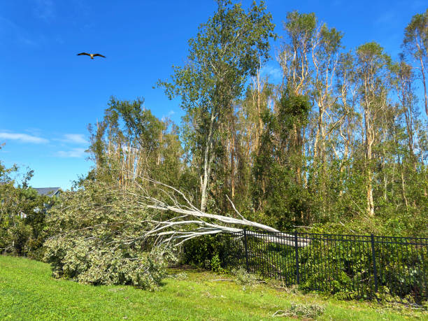 Suburban area green landscape in Sarasota, Florida