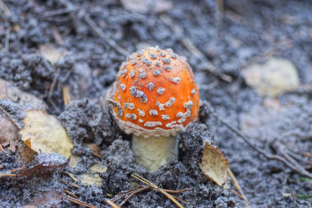 one red big fly agaric mushroom grows in gray dry soil in autumn forest