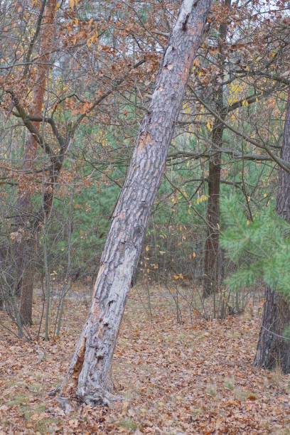 one brown gray broken pine tree in the forest among green vegetation in the summer forest