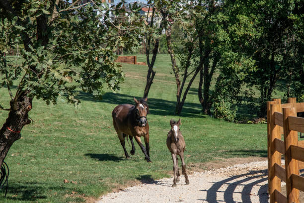 Running brown horse. Close up.