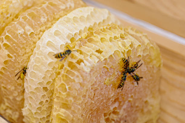 Teamwork in Action: Bees Creating Sweet Perfection on the Honeycomb