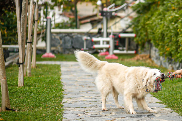 Pure Happiness: Cheerful Dog Having Fun with Its Toy