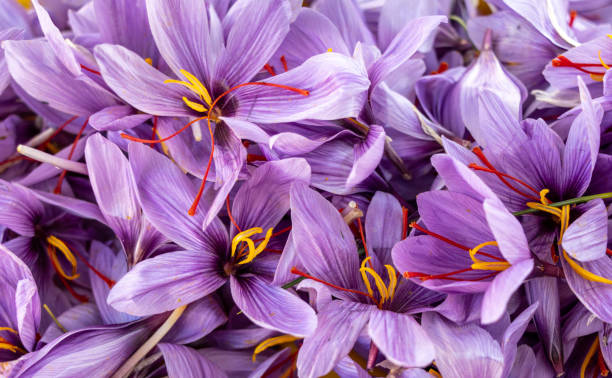 istock Fresh saffron flower plant close up, not dried 2185022622
