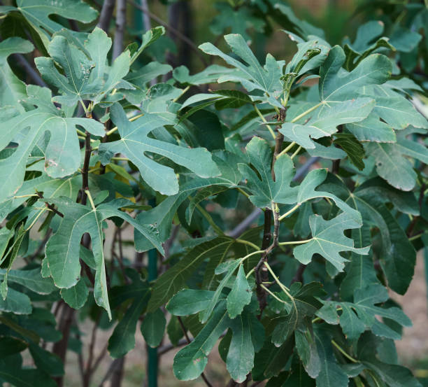 istock Fig bushes with green leaves in the garden 2185023091