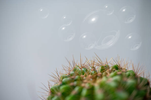 risk management concept clear floating bubble above thorns succulent