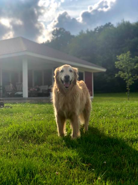 istock Golden Retriever on a Sunny Day 2185029459