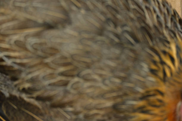 Photography of abstract blur texture background with chicken feather motif