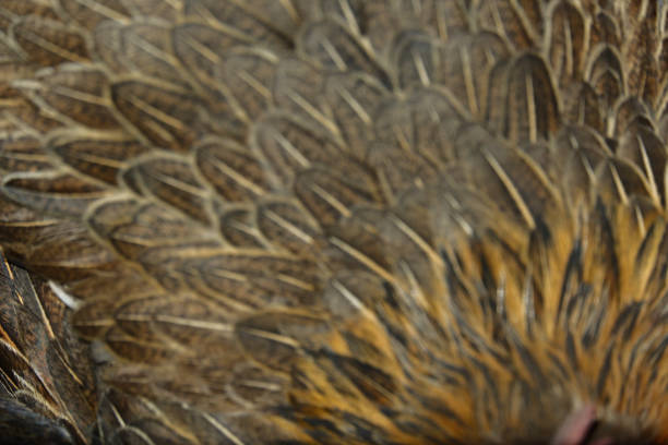 Photography of abstract blur texture background with chicken feather motif