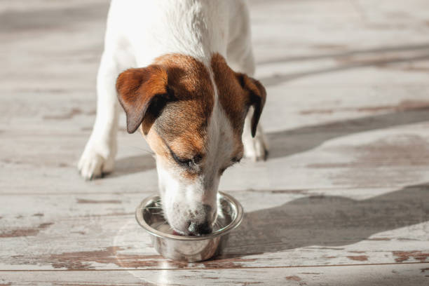 istock Cute dog eating food from bowl 2185035138