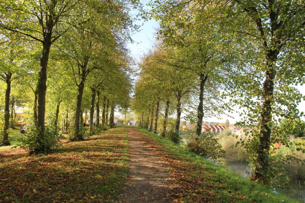 istock a beautiful walkway with two rows of trees at a bright sunny day in autumn 2185035954