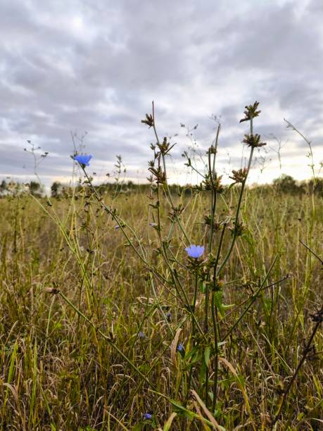 istock Wild autumn flowers 2185036264