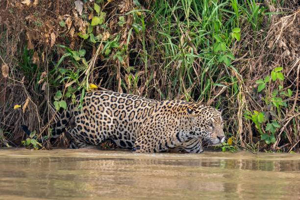 istock Jaguar hunting in the Cuiaba river 2185038796