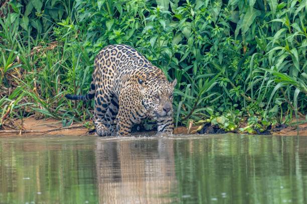 istock Jaguar entering the Cuiaba river 2185038843