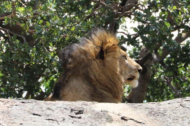 istock Portrait of a Lion 2185040333