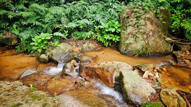 istock Stream form waterfall , tree, fern ,moss at the rain forest landscape. 2185042103
