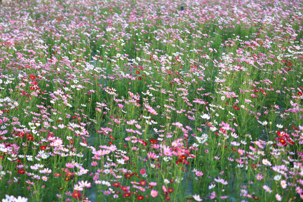 Cosmos flowers taken in a park