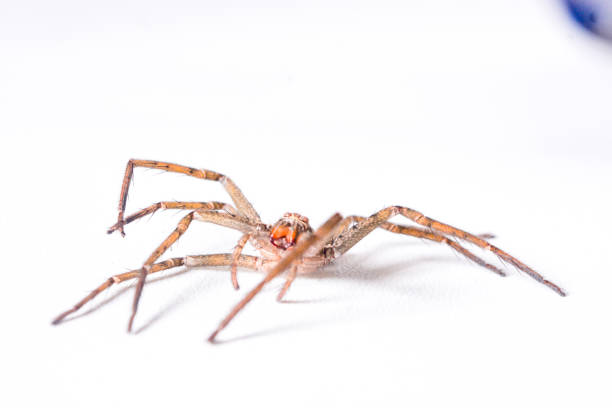 istock Orb-weaver spider isolated on white (Araneus ventricosus) 2185045822