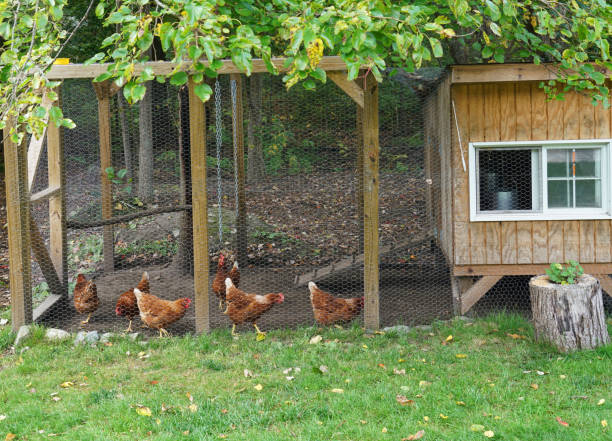 istock close up on chicken in side coop in back yard 2185046662