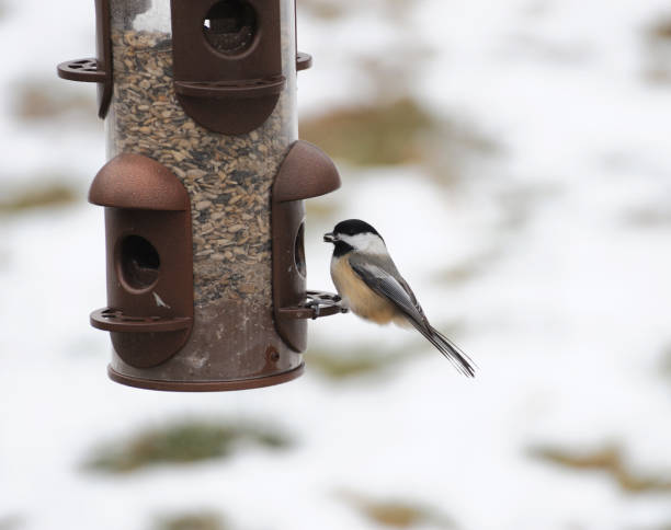 istock Close up on bird standing at the feeder 2185046700
