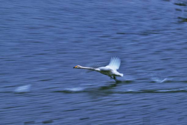istock Flying birds in the wild 2185047949