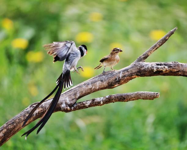 istock Flying birds in the wild 2185048064