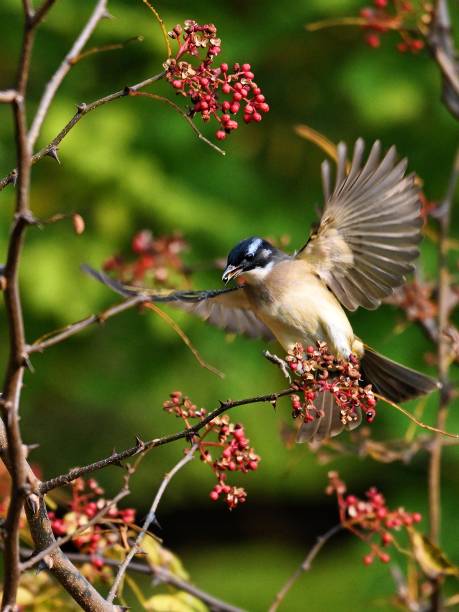 istock Flying birds in the wild 2185048075