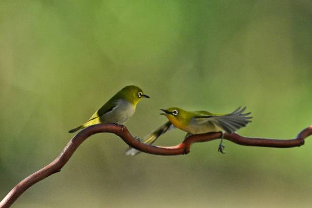 istock Flying birds in the wild 2185048156