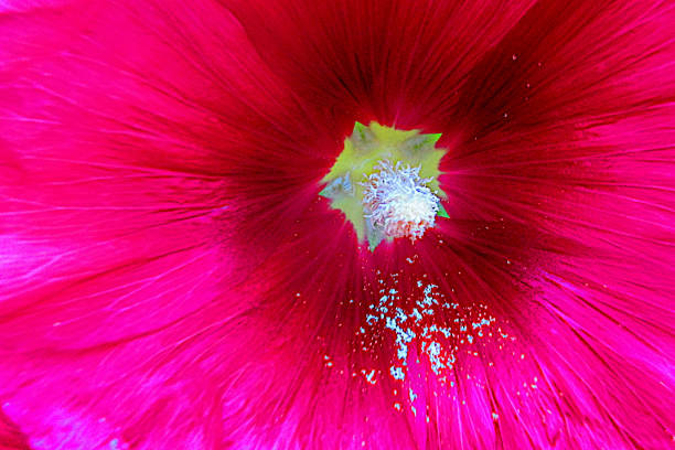 istock hollyhocks flowers 2185049337