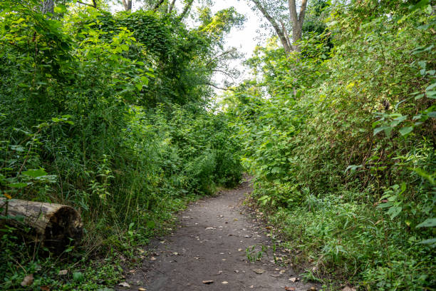 istock Pathway in the forest. The path in nature. 2185052812