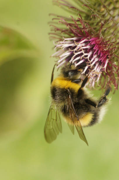 istock Vertical closeup on a white-tailed bumblebee , Bombus lucorum on a purple thistle flower 2185053053