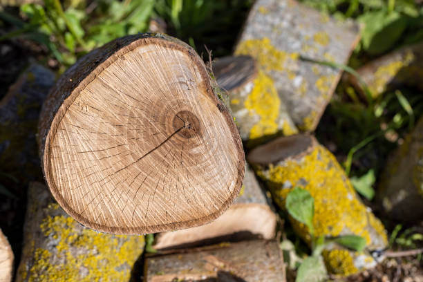 a sawn walnut trunk into pieces and logs for kindling a stove or fire, close up
