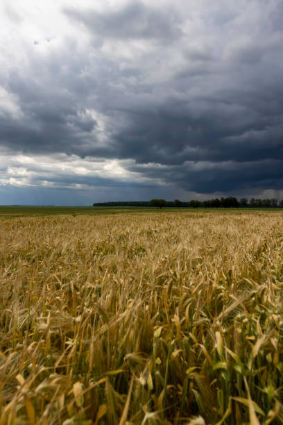 istock a field with ripening rye spikelets before a thunderstorm 2185053217