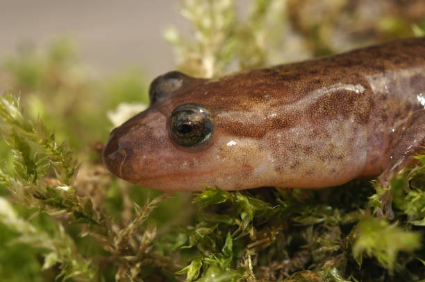 istock Closeup on a North American, dusky salamander, Desmognathus, sitting ongreen moss 2185053319
