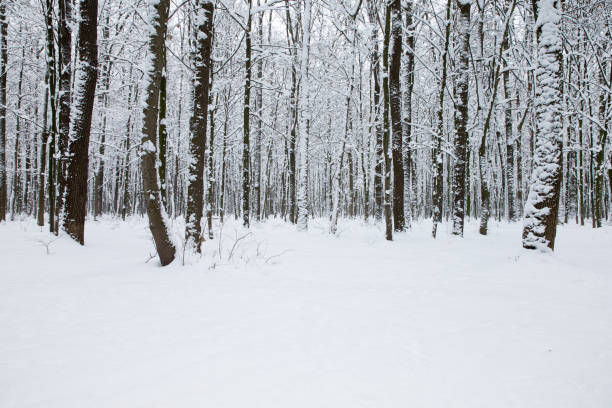 spurce tree forest in Bavaria, Germany