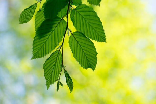 istock green leaves background in sunny day 2185053424