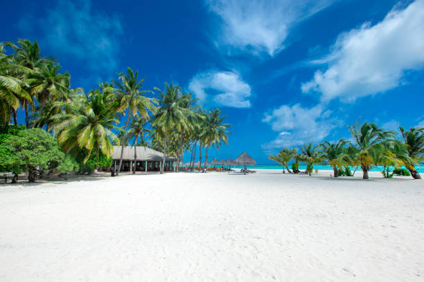 istock beautiful beach and tropical sea 2185053446