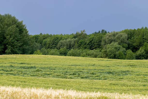 wheat field after a thunderstorm and rain, cloudy weather in a field with wheat, landscape