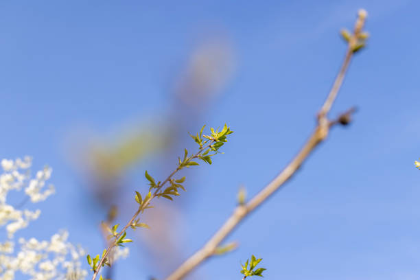 Close up of emerging Pagoda Dogwood (cornus alternifolia) leaves in a Cape Cod garden in early May