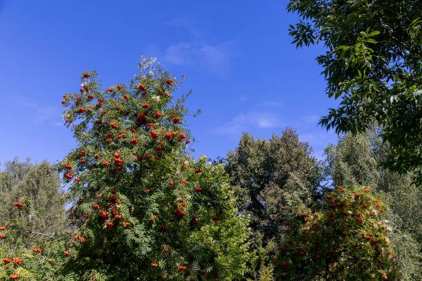 istock different types of trees in the summer in sunny weather 2185053666