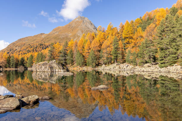 Stunning golden autumn trees mirrored in a calm mountain lake, surrounded by rugged peaks and clear blue skies, showcasing the beauty of the season.
