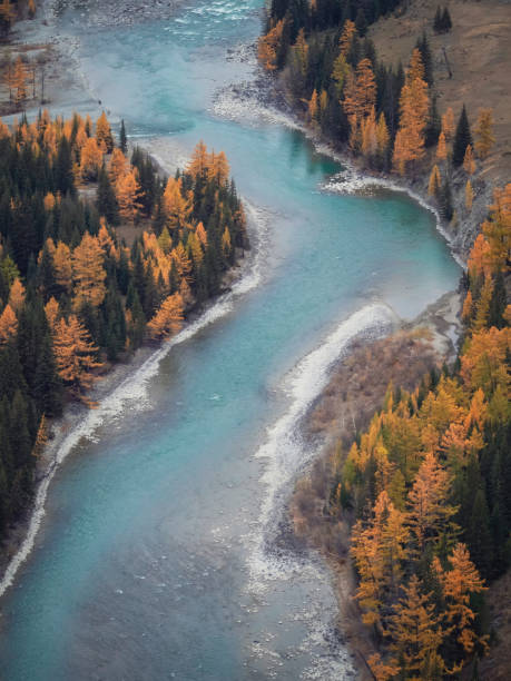 Twilight in a autumn mountain valley with a river. Image contain blue water and golden trees looks very beautiful.