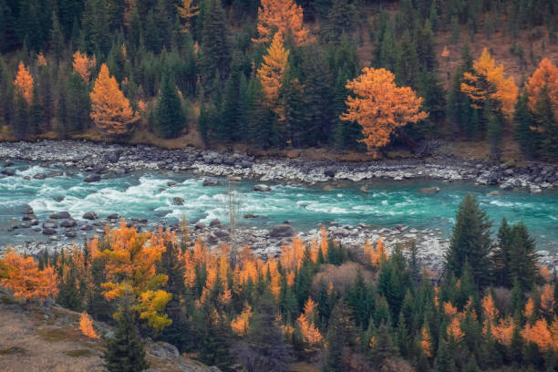 Twilight in a autumn mountain valley with a river. Bright scenery with Argut mountain river and yellow trees in autumn colors in fall time. Top view.