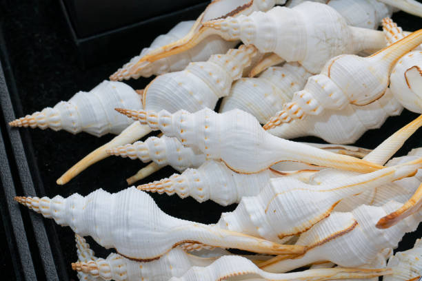 Shell collection: sea shells in various colors