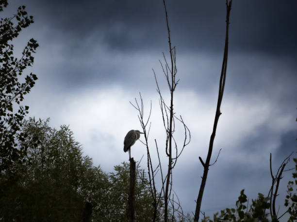 Grey heron (Ardea cinerea), stormy skies