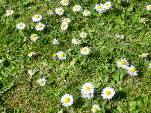 istock A green garden in summertime with numerous white daisies 2185058535