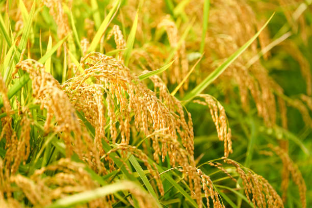 istock Ears of rice before harvest, close-up, rice fields in autumn 2185059445